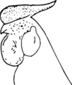 バラ冠