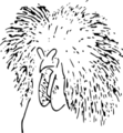 毛冠